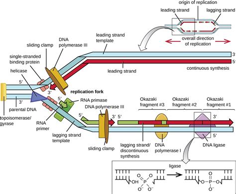 dna replication detailed steps.